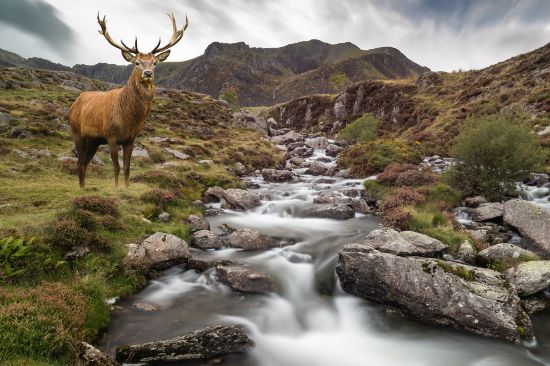 Picture of Considering Wildlife in Water Management